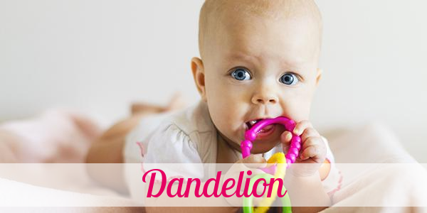 Namensbild von Dandelion auf vorname.com